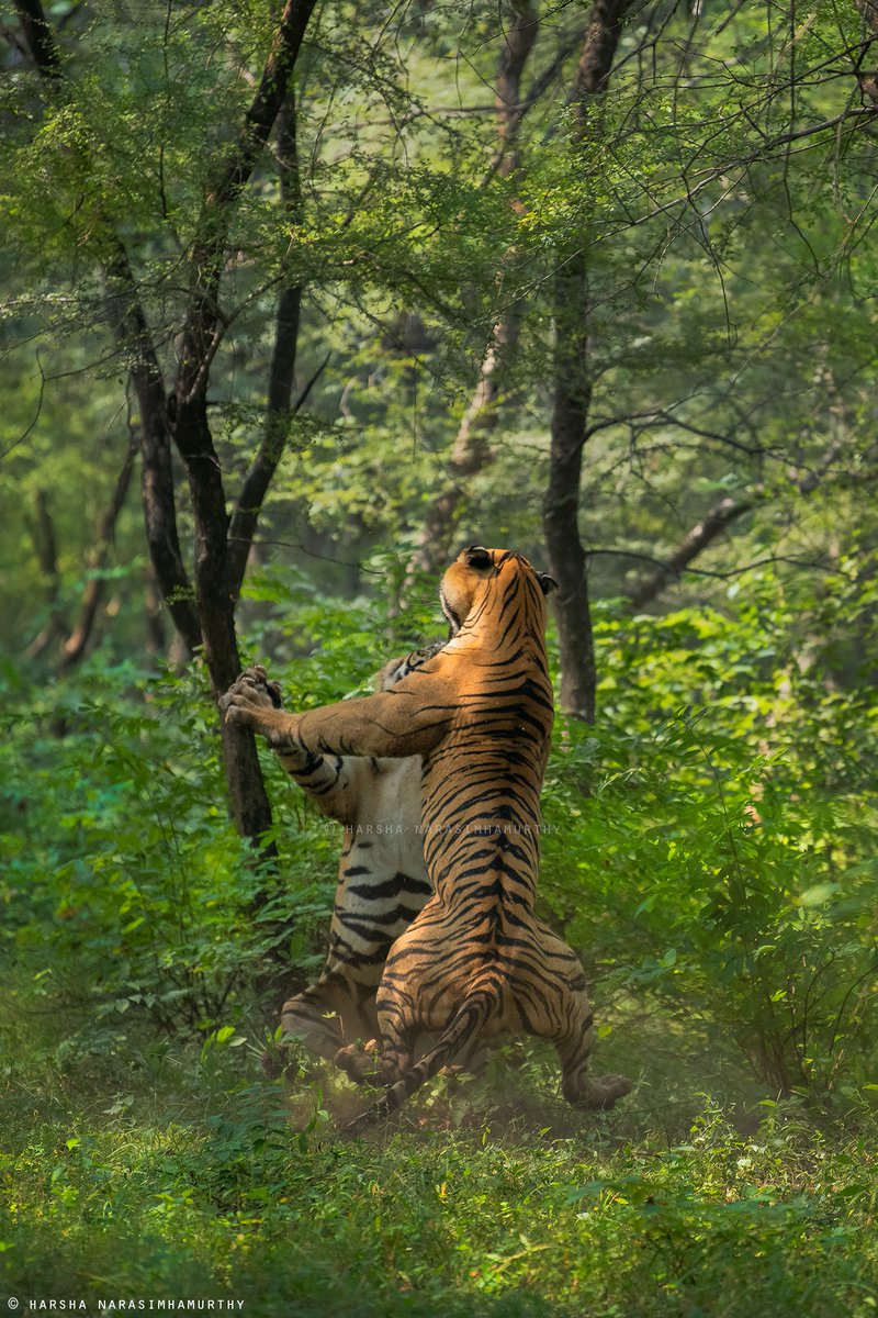 HJunglebook's tweet photo. And the fight continued

@wti_org_india @BuitengebiedenB @cntraveller @CNTIndia #TigerDay #tiger #India @ashokgehlot51 @my_rajasthan @timesofindia @htTweets @the_hindu @IndianExpress @DeccanHerald @PMOIndia @SudhaRamenIFS @deepolice12 https://t.co/Pkk91zh3vq