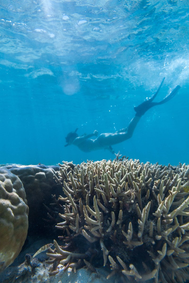 juneeggebo's tweet photo. So far, my research experiences with @GU_Sciences have been focused in the field, above & below the surface. Now I am excited to take on the laboratory aspect of research! 👩🏼🔬📝🔬@Griffith_Uni @Griffith_SciEnv #honoursstudent #research #evolve #develop #learn https://t.co/uAqMdWmu7K