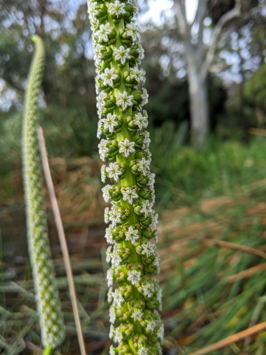 peter_e_symes's tweet photo. Intriguing flowers of Cycnogeton procerum (Water Ribbons) #Juncaginaceae - an #aquatic rhizomatous perennial herb occurring in @RBG_Victoria  prior to 1846.  Can survive extensive dry periods through root tubers. Staple food for #Aboriginal people. Most #Australian states. https://t.co/DPk6xMyzZL