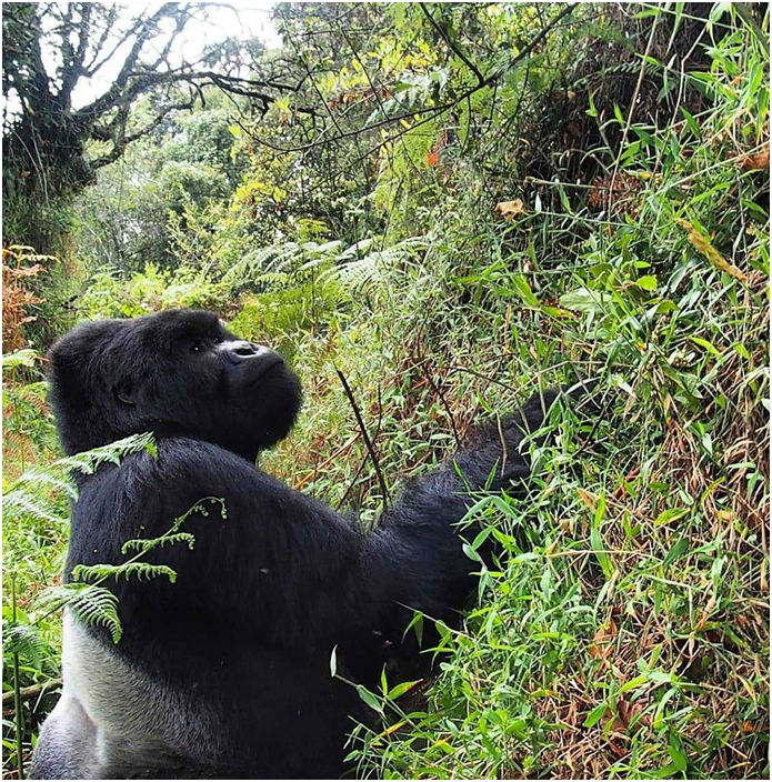 AdventuresFrena's tweet photo. This looks just like my garden right now..except for the silverback.. Looking for his lunch.

#ugandabekiddingme #natgeowild #nature_perfection #mountaingorillasofuganda #solofemaletraveler #FreanAdventures https://t.co/g2mCOzac5F