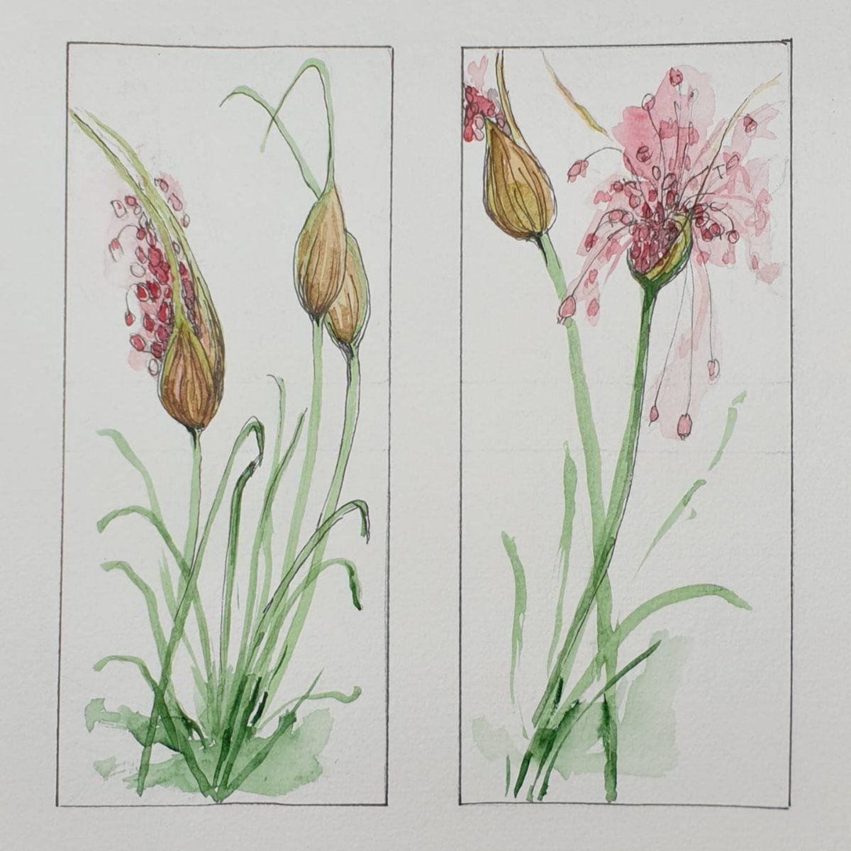 Phoenixtextile's tweet photo. More lovely garden drawings by Robertta, who is settling in to her new home.
#newhome #gardenflowers #alliums #drawyourgarden #drawingathome #watercolour #sketchbook 
@roberttamcpherson https://t.co/JxkxxSJKZU