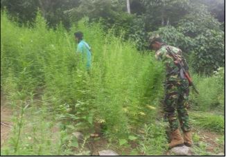 SriLankaTweet's tweet photo. Police STF raided two Ganja Chena cultivation at Wadinagala area in Ampara and destroyed the Cannabis plants 🌿 -Police
Images 👇 #LKA #SriLanka https://t.co/Gt8YQx1OfP