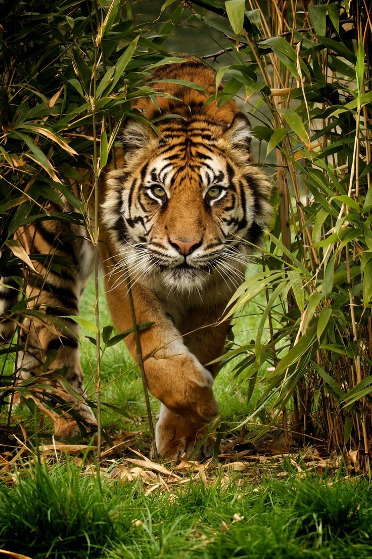 ShivshahiFCT's tweet photo. On this #InternationalTigerDay, let's pledge to protect our national animal. With consistent efforts from  1973 with just 9 tigers, today we have reached to 50 tiger reserves with about 2967 of them.

#IndiasTigerSuccess #TigerDay2020 🐯 https://t.co/MTE9lPJln5