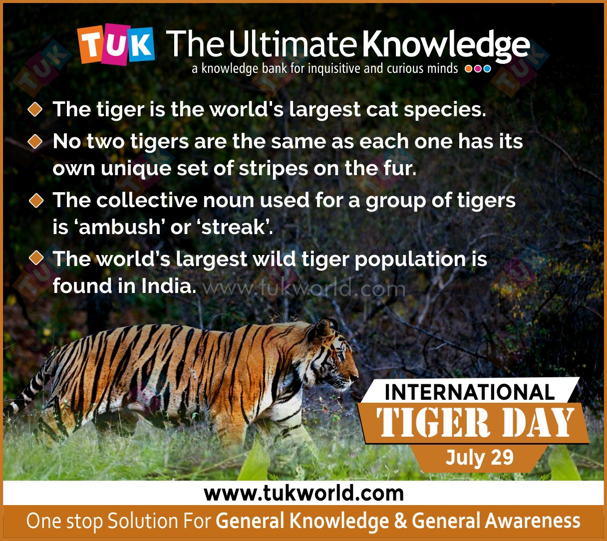 International Tiger Day: Fascinating Facts About the Biggest Wild Cats