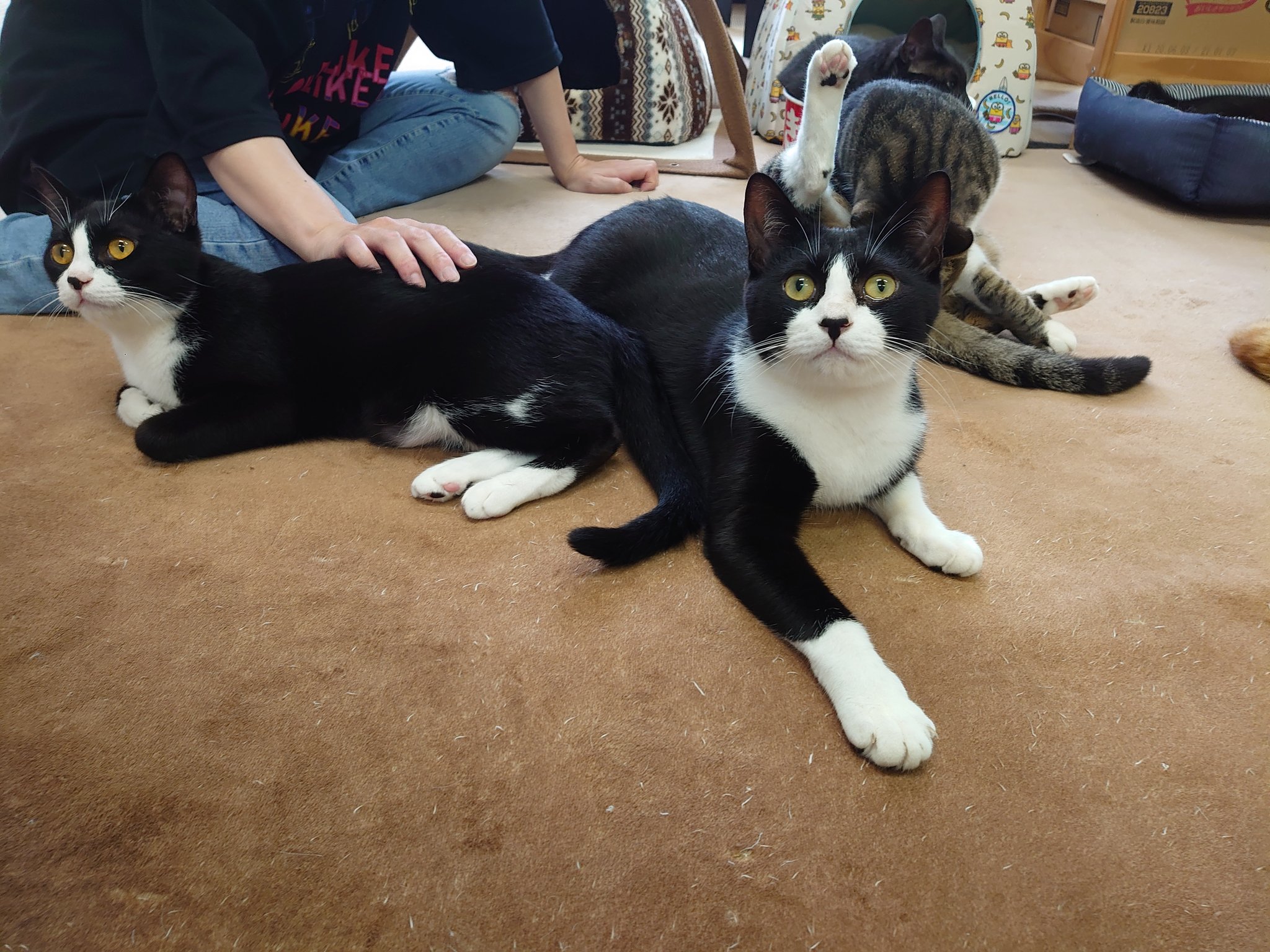 猫カフェ あいきゃっと 30分サクッとコースもあるから お近くにいらっしゃる方は 気軽に遊びに来てにゃん ぽんちゃん タピ君 ハチワレ兄妹 靴下猫 T Co Lk2aj2uk02 Twitter 猫カフェ あいきゃっと 30分サクッとコースもあるから お近くにいらっしゃる方は 気軽に遊びに来てにゃん ぽんちゃん タピ君 ハチワレ兄妹 靴下猫 T Co Lk2aj2uk02 Twitter