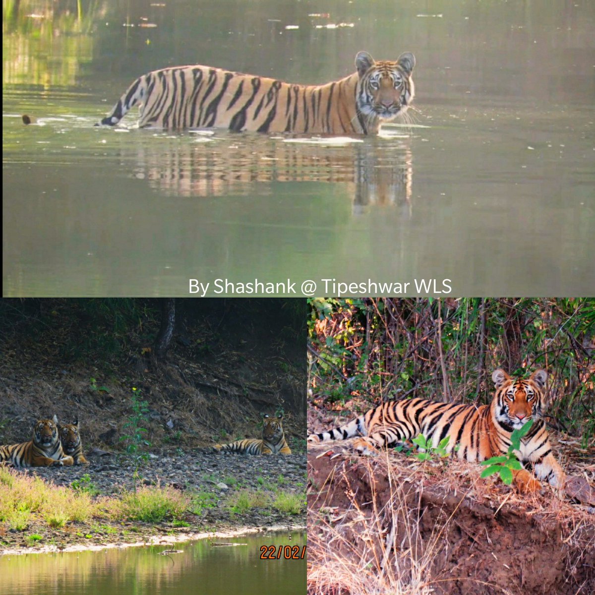 shashankjos16's tweet photo. Happy #InternationalTigerDay 🐅 
Tiger Cubs
Tipeshawar WLS | Maharashtra

#InternationalTigerDay2020 
#Canon  
#BBCWildlifePOTD 
#TipeshwarWLS #natgeowild 
#WildLife #TigerDay2020 https://t.co/JHTDQfUbgc