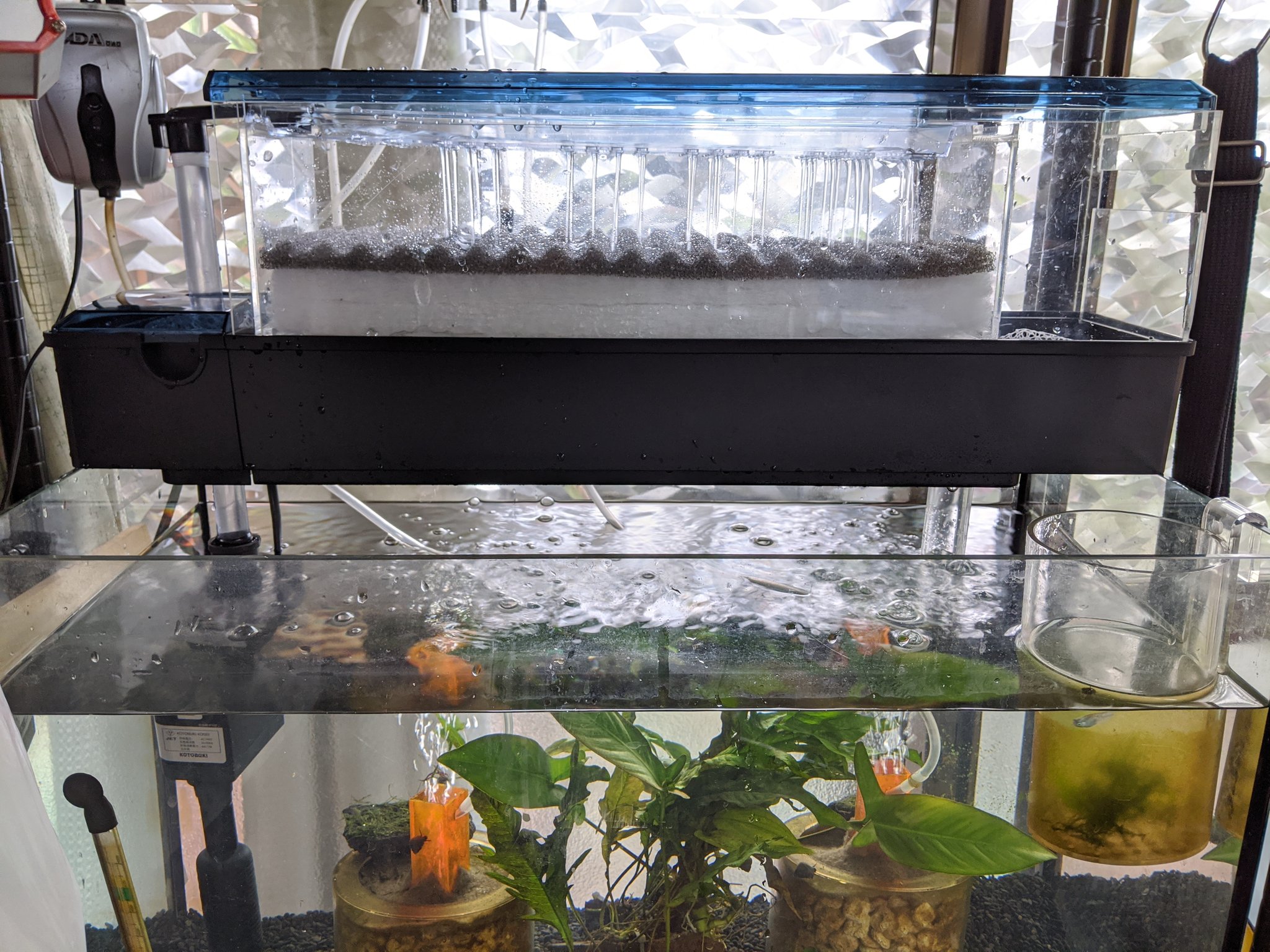めだか工芸 めめ コトブキのトタリプルボックスを改造 改装 濾過槽プラスして濾過容量up 配管も丁度良いサイズのアクリルパイプ有ったので延長 これで水位を下げられる アクアリウム 上部フィルター 改造 T Co Vlmuwvzt50 Twitter