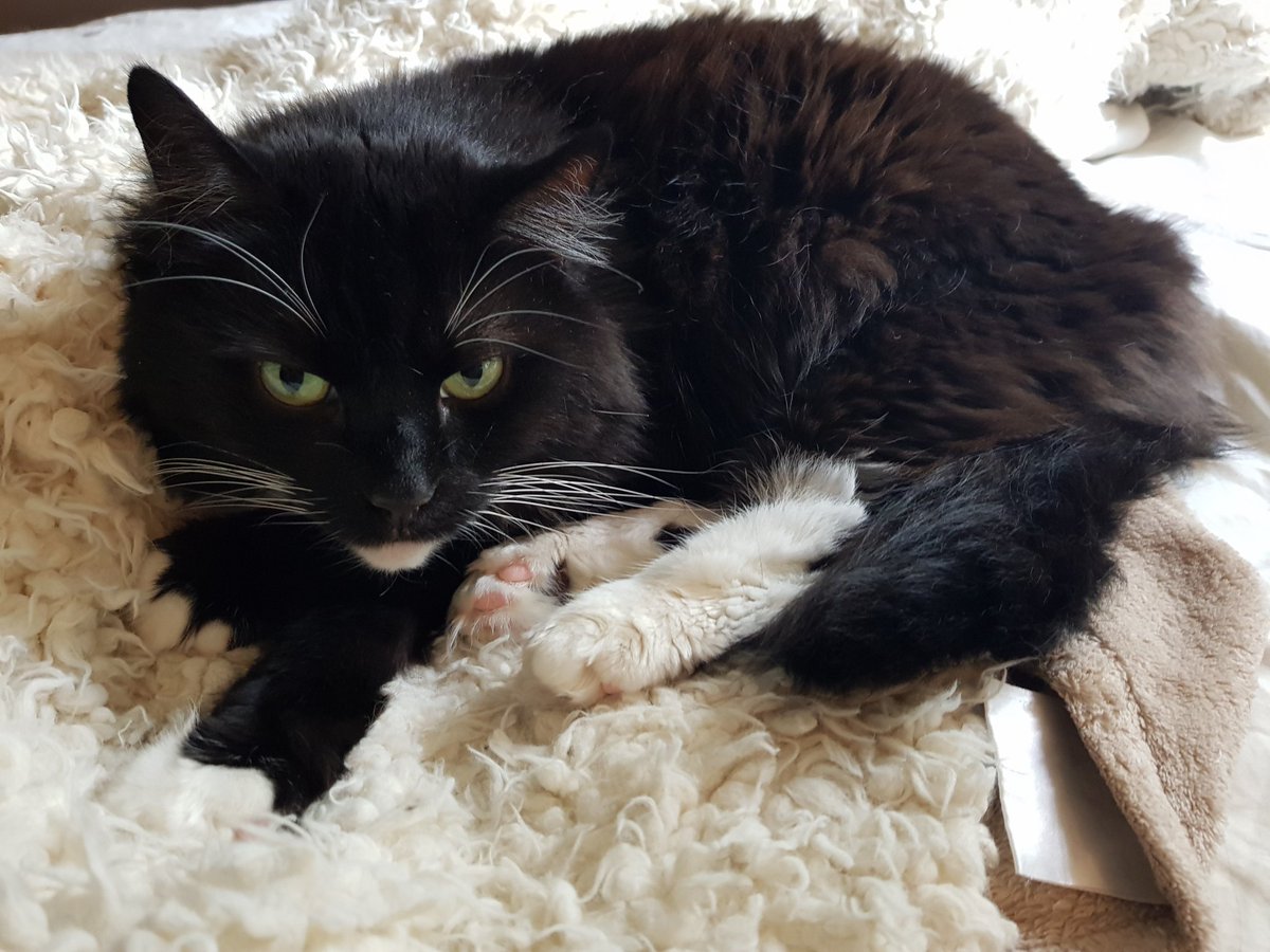 She is obviously super excited for the #charity #stream starting in 1 hour! Marathon 48 hours on my own! Will I make it? 

Please donate to #SueRyder Palliative Care charity.