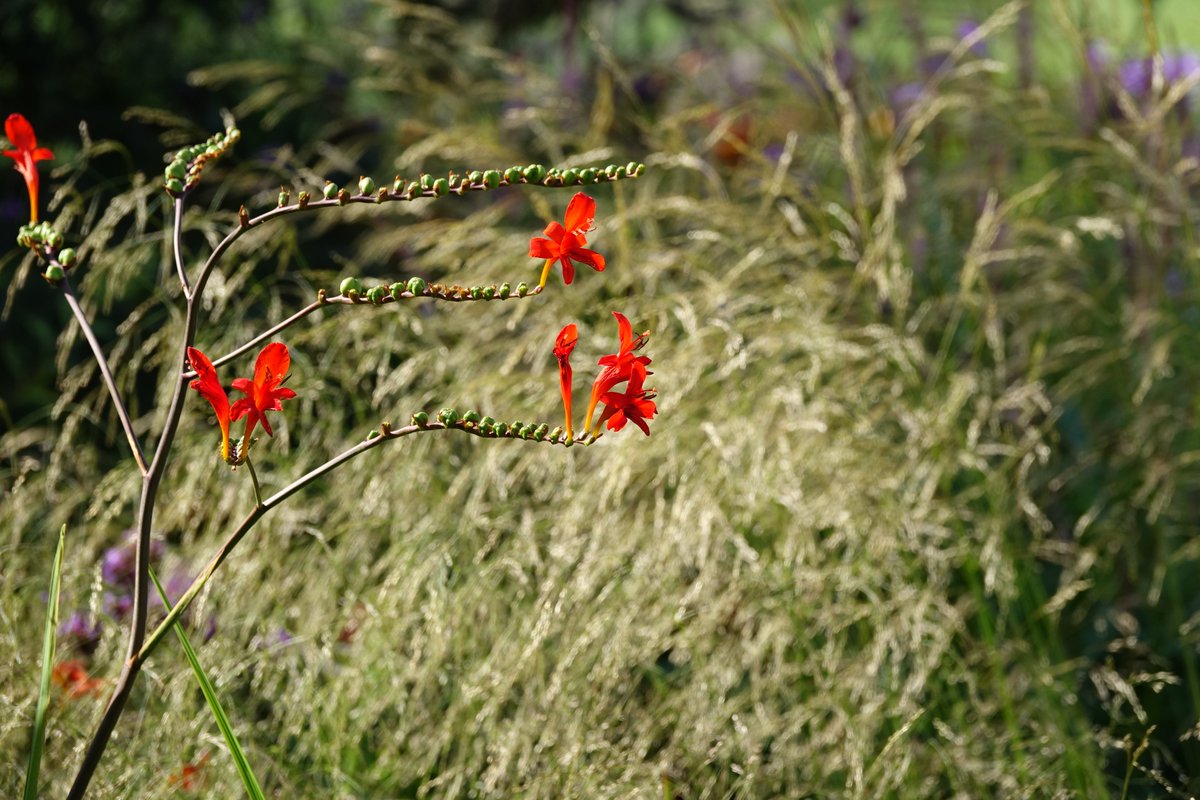 De #plantencombi van deze week. Twee sterke planten die het in veel zonborders zullen doen. De statige vrolijk aanwezige bloemen van de Crososmia contrasteren mooi tegen de zacht wuivende 'vitrage' van het siergras Deschampsia. Zeker met het avondzonnetje erop is het genieten.