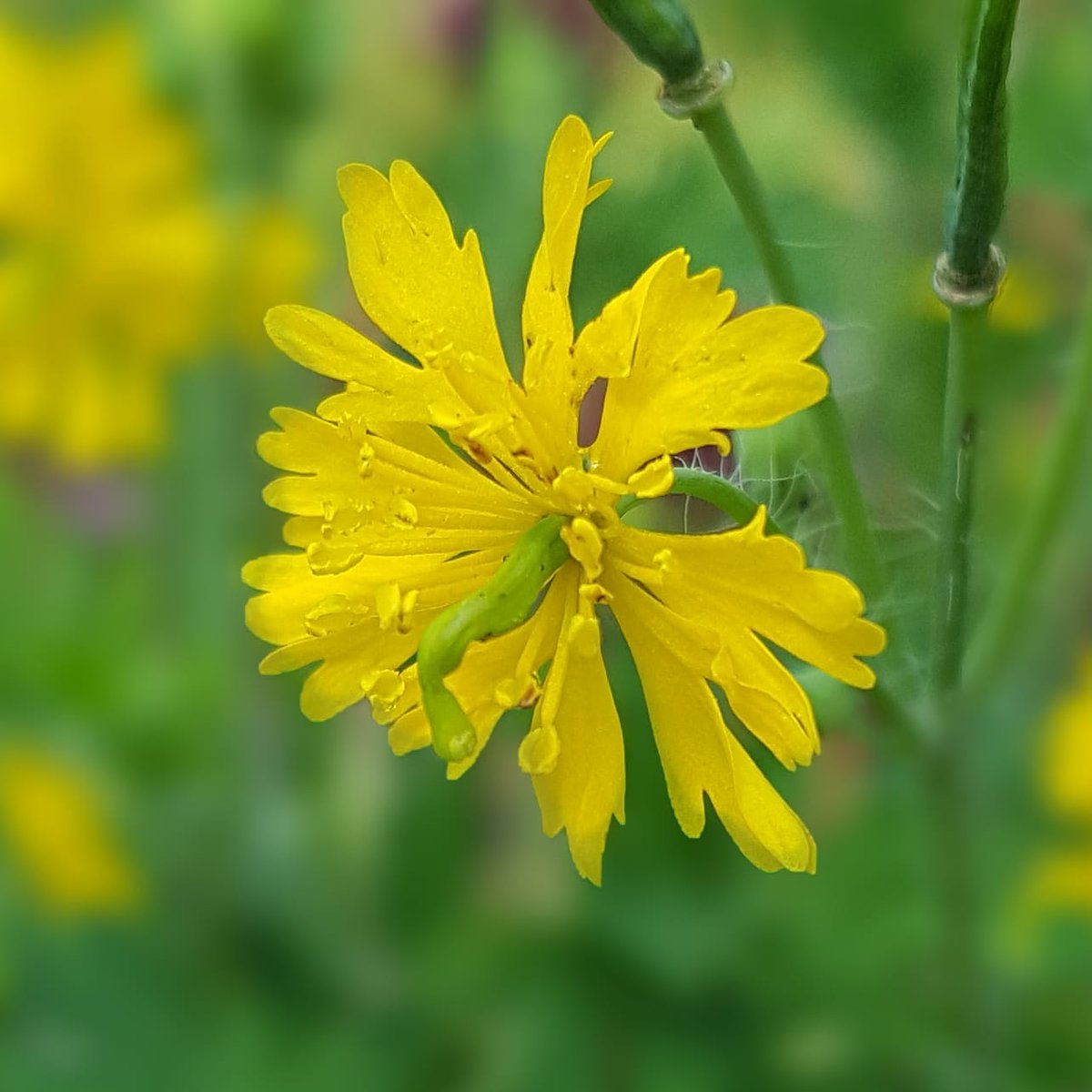 PlantPref's tweet photo. Chelidonium majus 'Laciniatum' has arrived as an unexpected extra in another plant I got given early this year. Surprisingly pretty, not sure whether to keep it or not though...
#chelidonium #chelidoniummajus #chelidoniummajuslaciniatum #greatercelandine #selfseeded #cutleaf https://t.co/WEnxxRVGGK