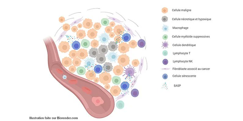 Le rôle de la sénescence cellulaire artc.asso.fr/2020/07/15/le-…