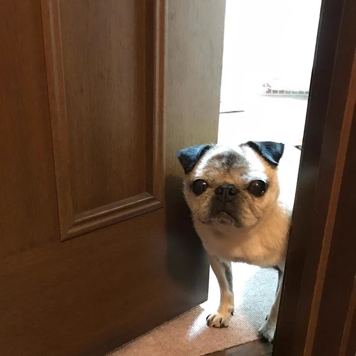 愛犬が付いてきてほしそうな様子だったので付いていった結果？散らかした報告をされましたｗｗ