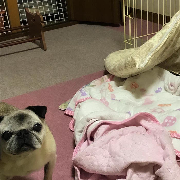 愛犬が付いてきてほしそうな様子だったので付いていった結果？散らかした報告をされましたｗｗ