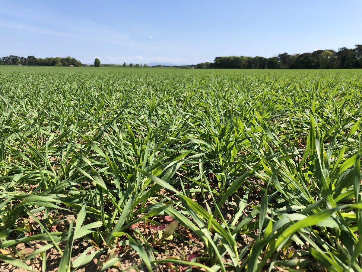 #tillageindustryireland #crops highlight absolute importance of sector, 11,000 jobs,  €1.3bn pa value to the economy. A vibrant sector is key to validating authenticity of Irish food/drink exports see tillageindustryireland.ie
