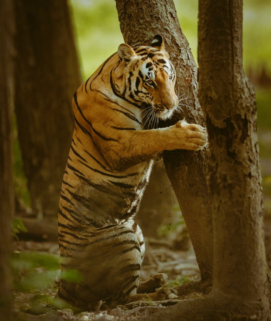 Samster133's tweet photo. #TigerDay2020 🐅 #SaveTigers #OneNation #wild #Resourceful #Endangered #Species #Indianforest #Tropical https://t.co/KlEdKOSdX4