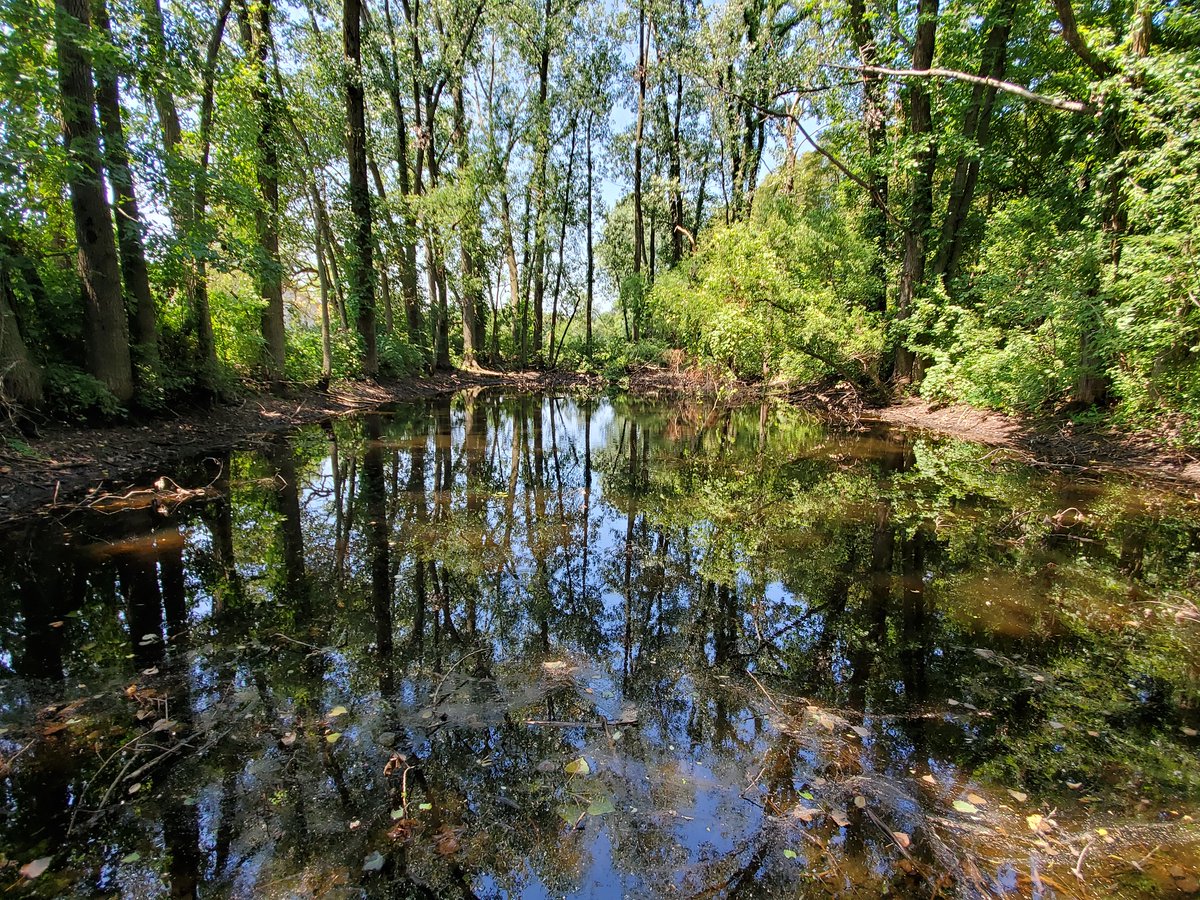 PhycoTechInc's tweet photo. #LakesAppreciation Month, Micro! Last up is a small forested pond in Coloma, Michigan, and comes in at just under an acre.  It has typically tannic water and lots of depth variability, which leads to some spectacular algae and zooplankton!  #supercoolalgae #supercoolzooplankton https://t.co/87G0fjF7uK
