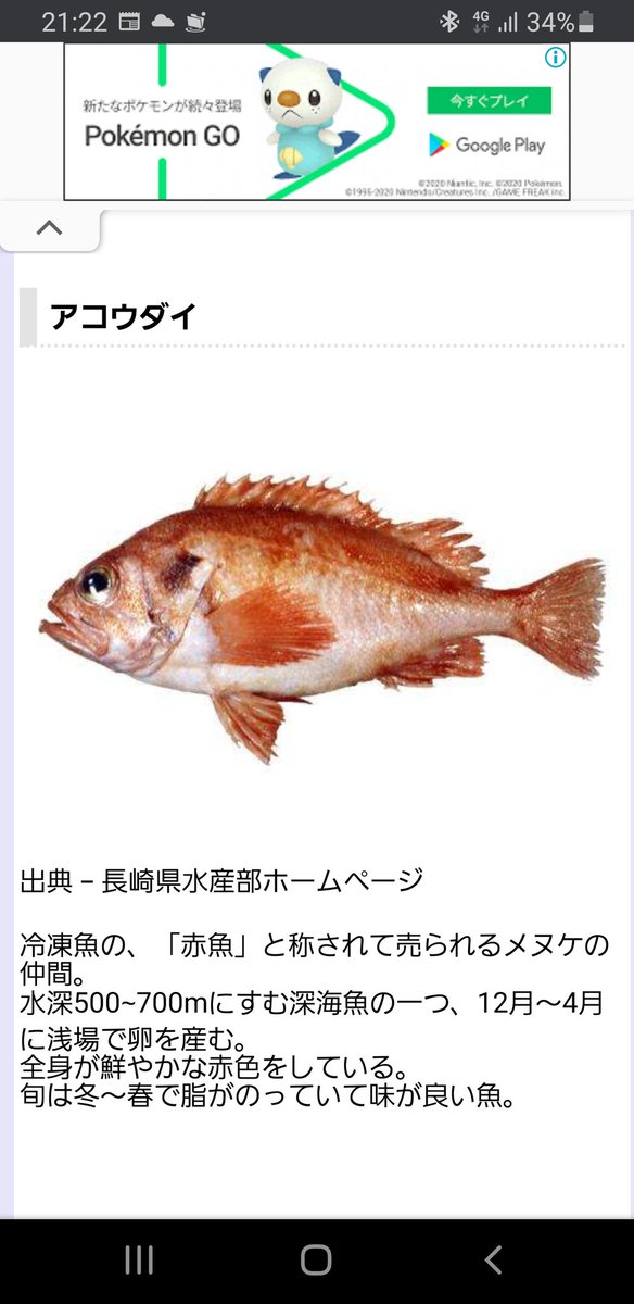 グッピー アコウダイにしては尾びれの形や鰓蓋の形が少し違うんですよね 深海には赤い魚多いからわからない グッピー アコウダイにしては尾びれの形や鰓蓋の形が少し違うんですよね 深海には赤い魚多いからわからない