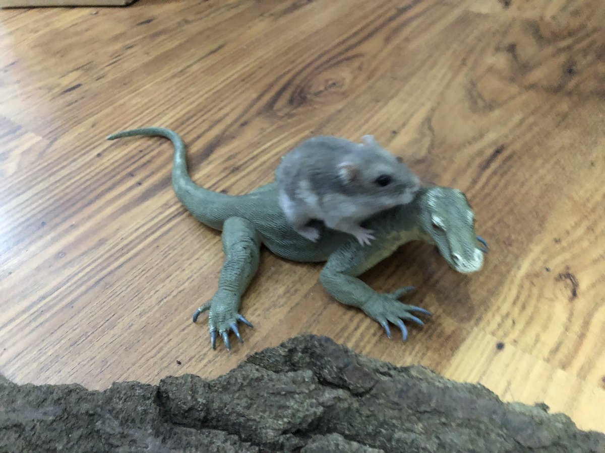 Gerbil_Horde's tweet photo. @Selucia5 @Zahdemano @BlueAshaman @AndrolGenhald Much easier to make gateways for hampster warriors riding #BattleLizards. Raโken? Not so easy ๐ฌ Sossij could have done it (#RIPSossij) but Mihnkeh is still in training and SnorzyBear is โunstableโ. The horde are available for #GatewayPranks
#StayGerbil ๐น
#ChannelersOfTime ๐ฅ https://t.co/lVABCobF8q