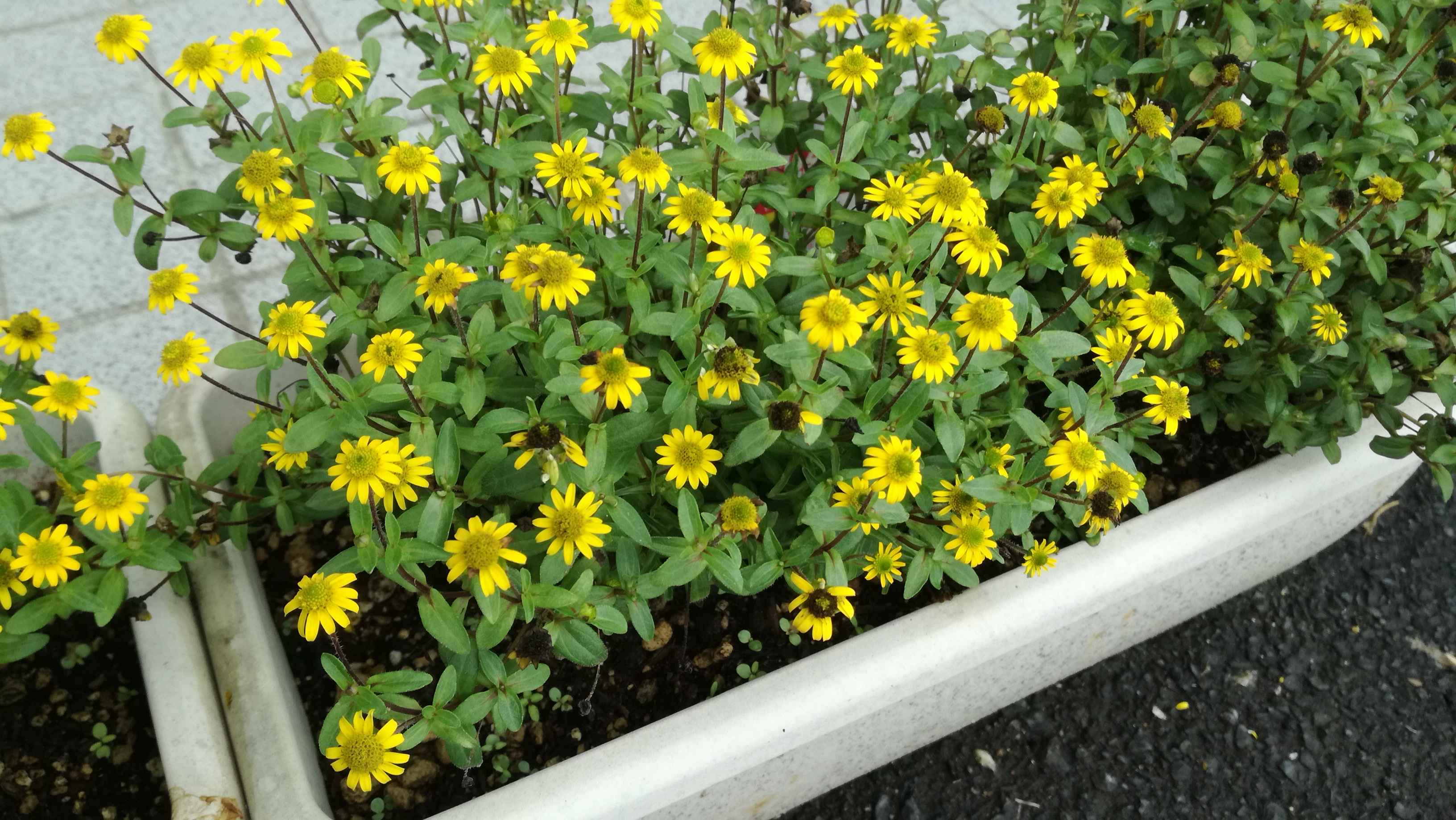 Uzivatel Katou26taka Na Twitteru キク科の小さな匍匐性の植物で 黄色い２ｃｍ前後の花をたくさん咲かせます サンビタリア の花色はイエロー系が主です 中心の部分 筒状花 は大抵は黄緑色をしていますが 品種によっては濃い茶色もあります 姫ひまわりや