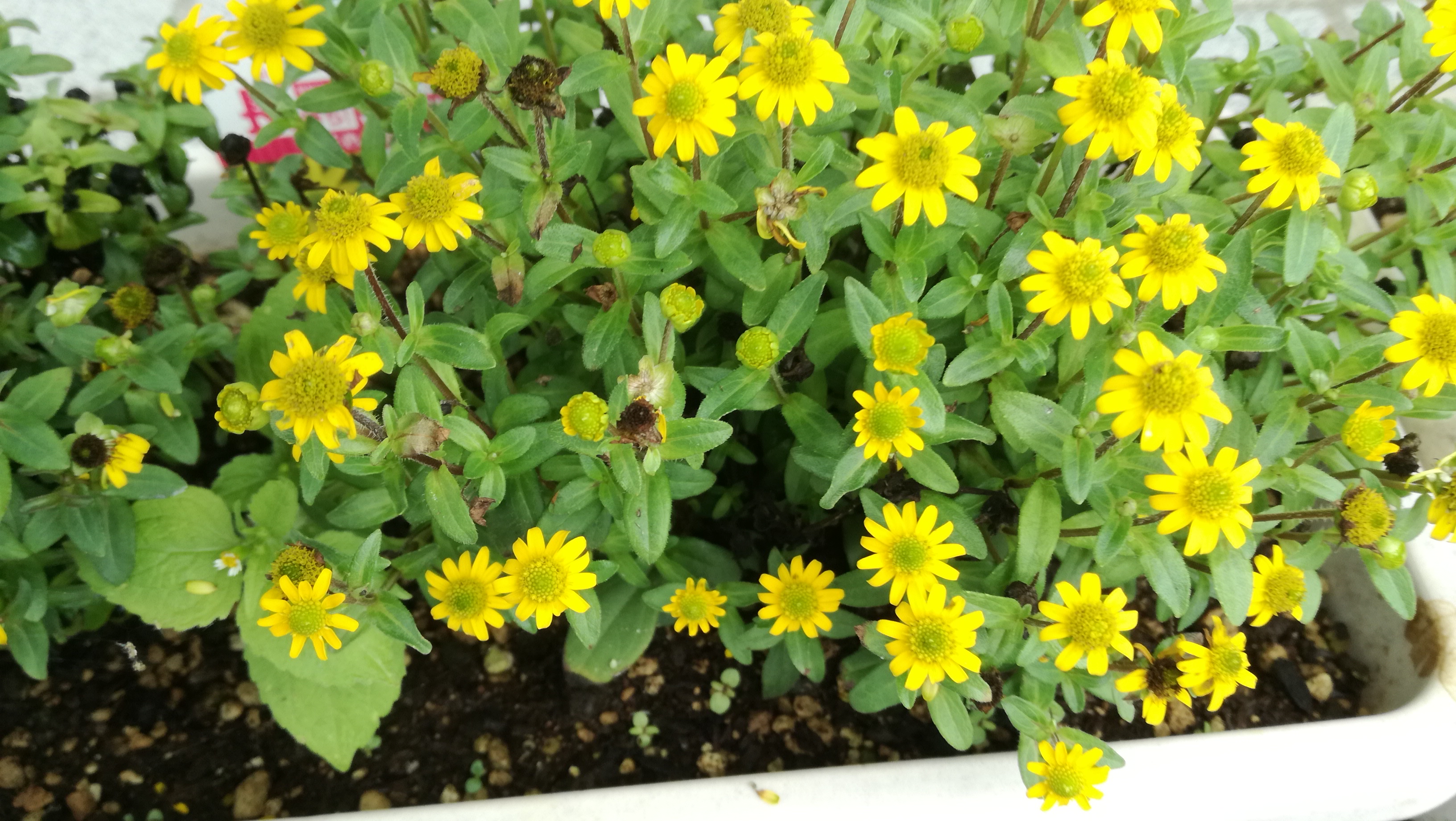 Uzivatel Katou26taka Na Twitteru キク科の小さな匍匐性の植物で 黄色い２ｃｍ前後の花をたくさん咲かせます サンビタリア の花色はイエロー系が主です 中心の部分 筒状花 は大抵は黄緑色をしていますが 品種によっては濃い茶色もあります 姫ひまわりや