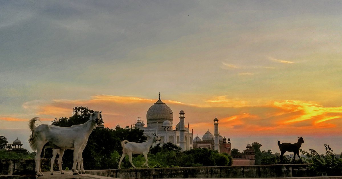 MohdAsi68987479's tweet photo. Taj Mahal Tours / Agra Tours / Taj Mahal Tour Guide / Agra Guide / Golden Triangle Tours
#Tajmahaltours #Agradaytours #Agratourguide #Goldentriangletours
For booking call us at : +917055908254 or whatsApp Email : indiainsiderholidays@gmail.com
website : https://t.co/kHIy7Q4NcQ https://t.co/BjAtRzYMyK