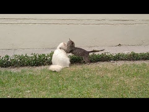 MeowMoeDotCom's tweet photo. Cute #Kittens Are Super ...
#Cats #Cat #Kittens #Kitten #Kitty #Pets #Pet #Meow #Moe #CuteCats #CuteCat #CuteKittens #CuteKitten #MeowMoe #ActiveKittens #AnimalAdoption #CalicoCat #Cat #CatPow #CatRescue #CatSitting #CatVideos #Cats
https://t.co/G0NJ5hcbIV https://t.co/KrtAOefSFN