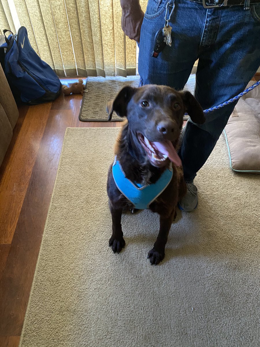 nicschutter's tweet photo. The hubs brought another dog home yesterday.  To his benefit, he actually told me about this one prior to bringing her home 🤷🏻‍♀️😬 Twitterverse, meet Molly. #GoodGollyMissMolly #allthedogs #dogsfordays https://t.co/DFkIWFB6n5