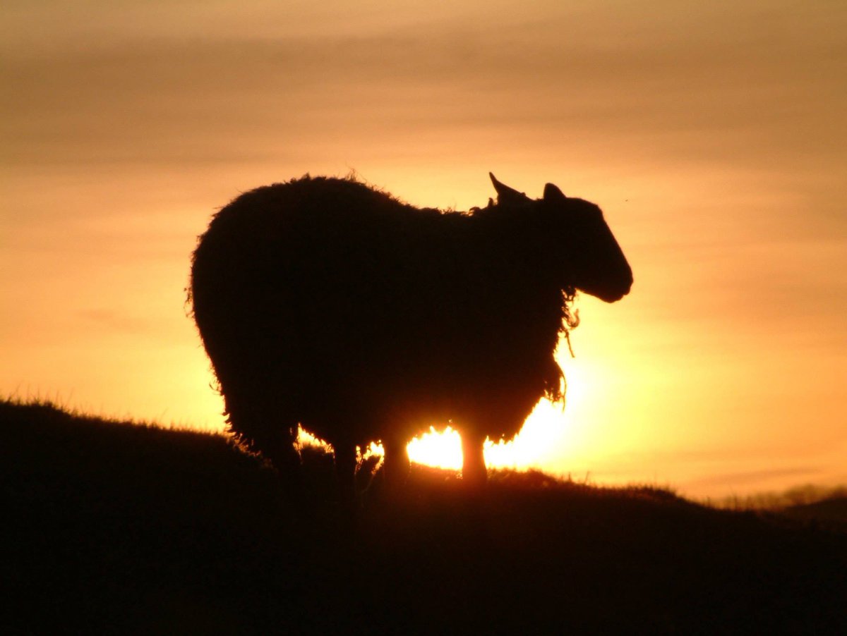 Kernow_Life's tweet photo. Don’t ya just love #traffic news like this 😃 . It’s why I loved living &amp; working on #Exmoor . Great people, #beautiful #moorland &amp; everyday something to smile about like an #exmoorHorn #sheepjam ! 🐏🐏🐏🐏🐏Never in a hurry never did a #EweTurn 😂 https://t.co/W3cwGJSKSK