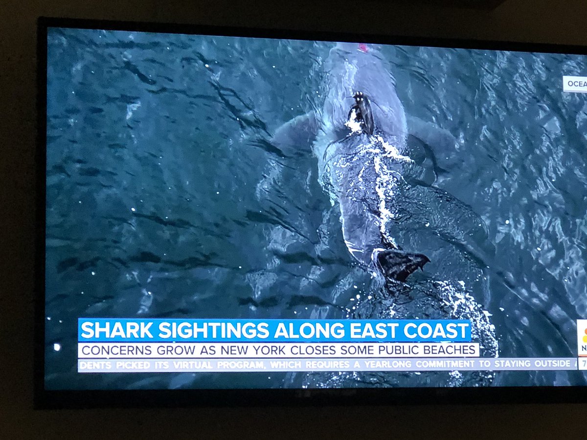 k9kayaks's tweet photo. When @ChrisOCEARCH talks about #sharks 🦈 I listen
#ItsWhatYouDo #sharkknowledge @OCEARCH #sharkeducation #sharkscience 👇 https://t.co/E3tCbWMC8I