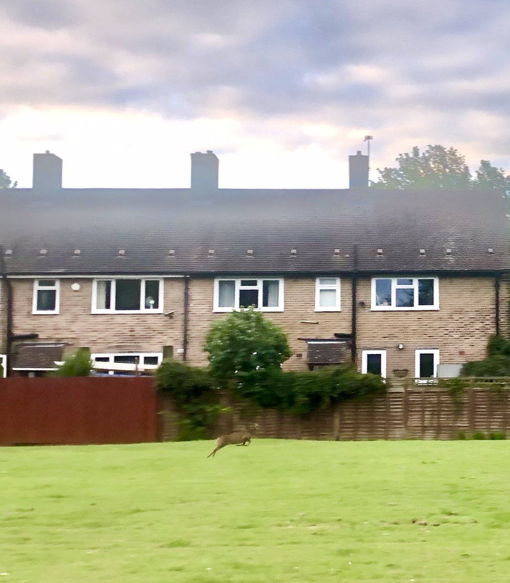 CJ_UK's tweet image. Early morning runs are starting to feel the same or is it Groundhog Day?

Wildlife Watch 1x Muntjac 1x Pheasant 1x Roe Deer (leaping across a barley field) 1x Buzzard (squawking at me, again🙄) 

I love my early morning adventures in the countryside 🦌 🏃🏻‍♂️ 🦅
#run #6amrun #10k