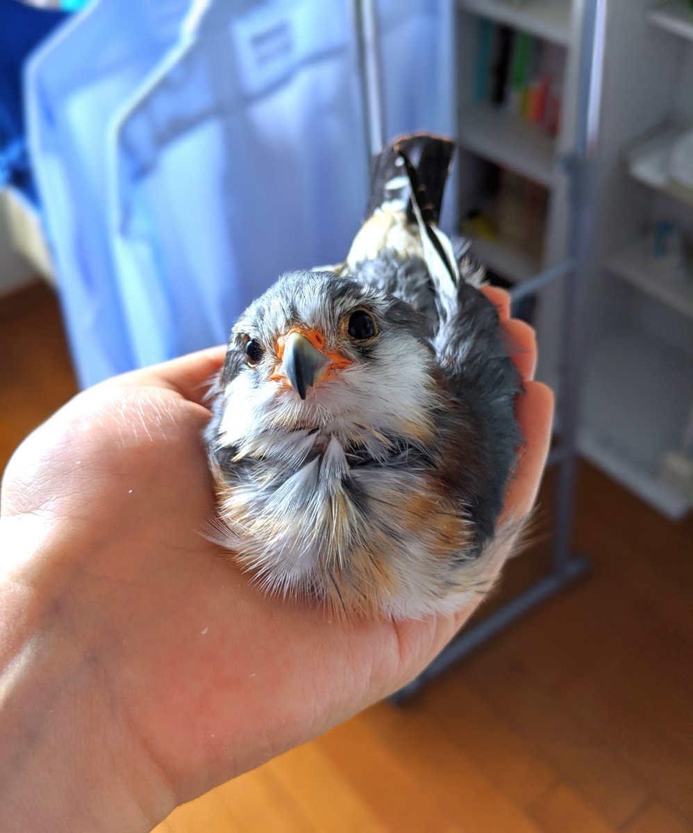 ピグミーファルコンのナッツ お餅 手に収まるサイズです 夫のワイシャツの存在感 笑 ピグミーファルコン