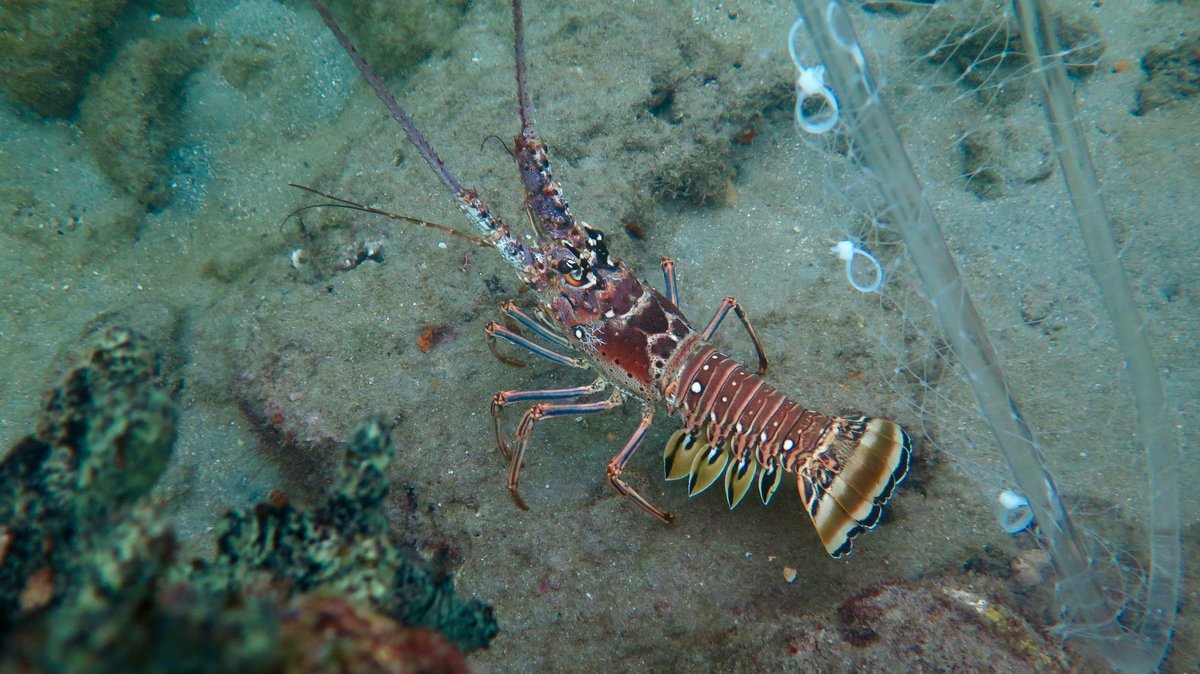 UnderwaterBar's tweet photo. POOL IS OPEN: Florida Lobster Mini-Season; Did you bag any bugs? #divedivedive #Florida https://t.co/cygQHm0lRd