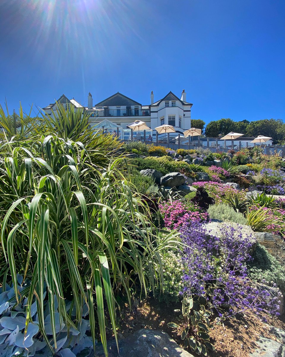 Beautiful blue skies and blooms here at the bay. A big thank you to Chris and his team for keeping our gorgeous gardens looking so wonderful all year round ☀️💙🌺 #WednesdayThoughts #CarbisBay #StIves