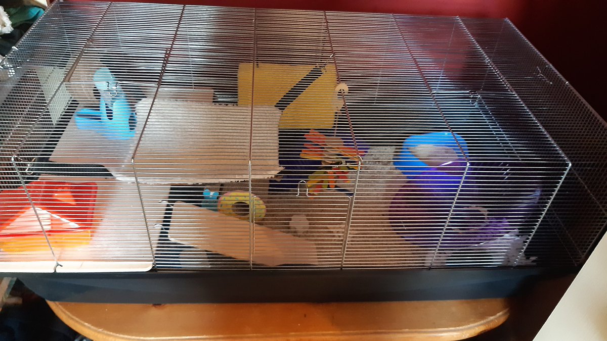 madhamfurryroad's tweet photo. not shure waht to thimk a bout newe howse 🤔 haz som cool stufs thouh! https://t.co/6oMbLSbXp7