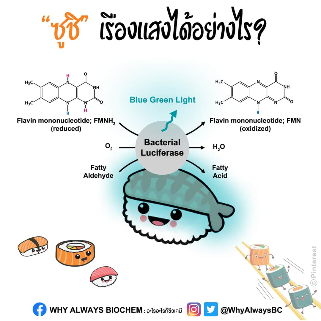 WhyAlwaysBC's tweet photo. "ซูชิ" เรื่องแสงได้อย่างไร? ค้นหาคำตอบได้ที่ https://t.co/uBc7DQhQhA

#whyalwaysbiochem​ #อะไรก็ชีวเคมี​# https://t.co/rpaxMHAACx