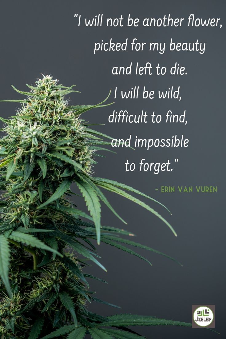 Good morning #StonerFam - #Mmberville 💚🙄✌👊! 

Let's have a great day today on #HumpDay - #WeedWednesday ! Everyone be safe #Staylifted and keep on with those #PositiveVibes 😉! 

Love y'all 💚🔥💨💨! 

#PotPoetry101 💚🔥💨