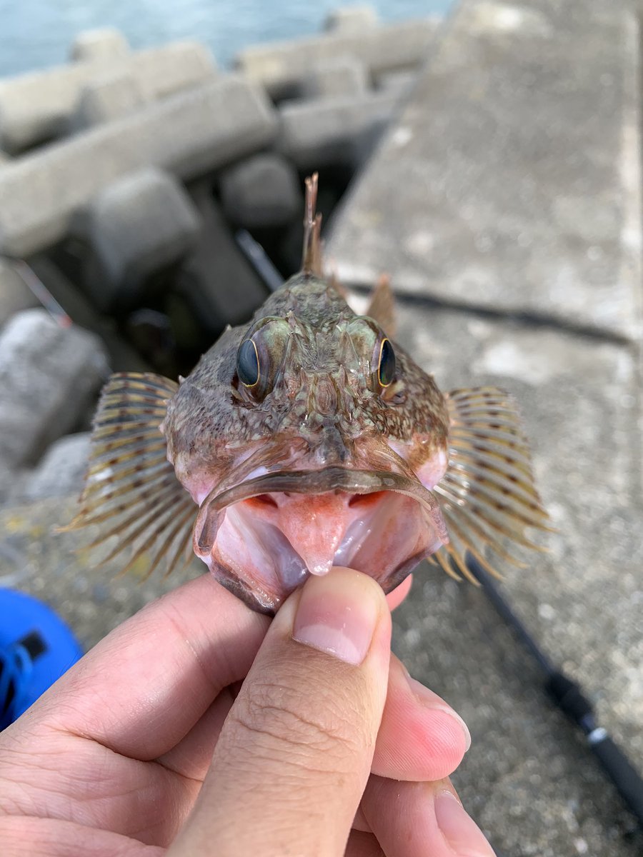 最近はフカセしかしてなかったけど一瞬だけショアテンしてベラとカサゴちゃんが遊んでくれた🐟