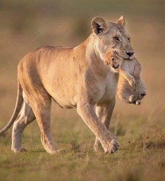 سماع الرواية من طرف واحد سيعطيك الحقيقة مقلوبة كما في هذه الصورة
فمن رأى من زاوية :

رأى أماً تأكل ابنها!!
ومن رأى الطرفين رأى حنوناً تحمل صغارها!!