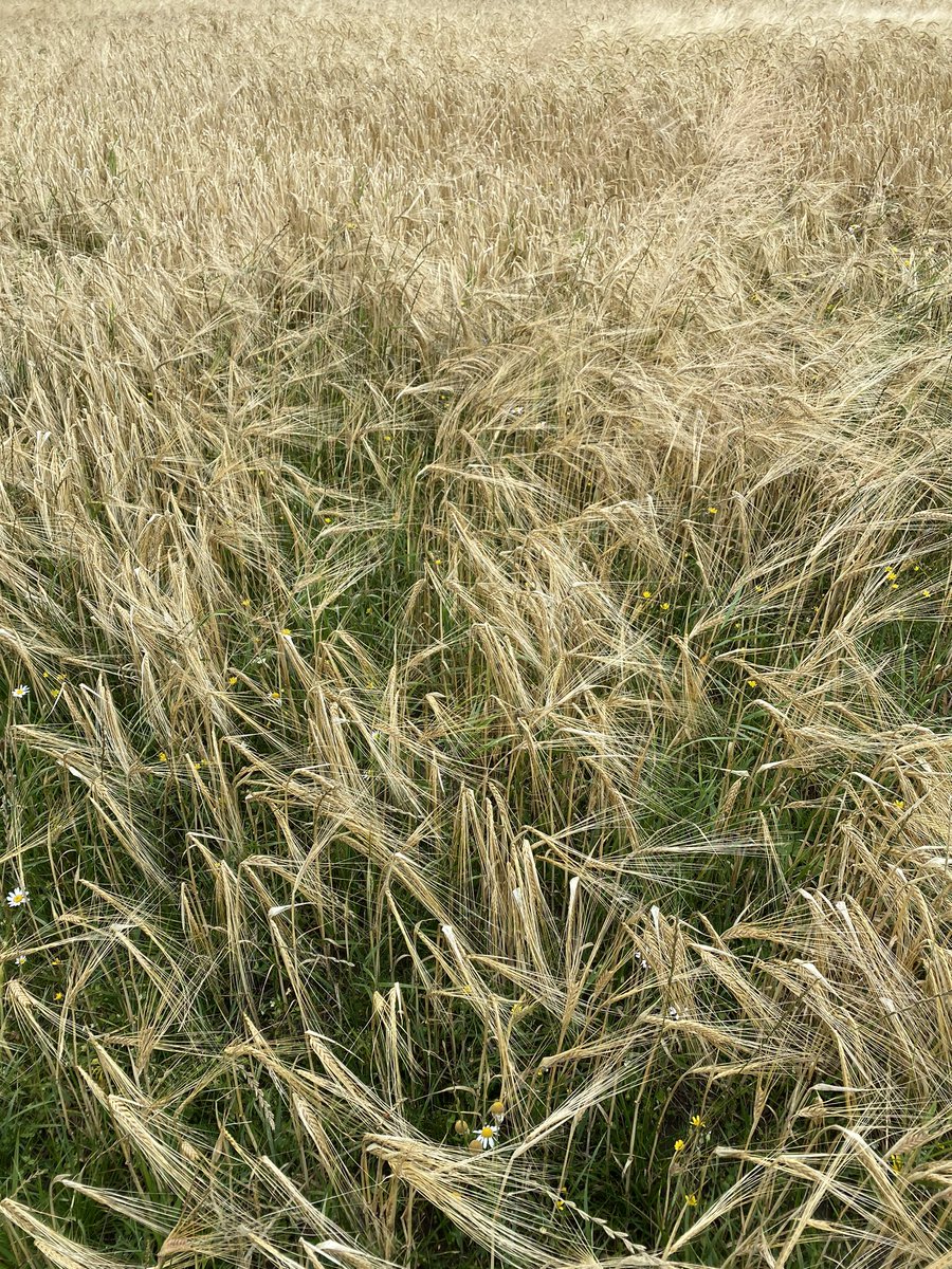 Reimerz's tweet image. Island life 🍈