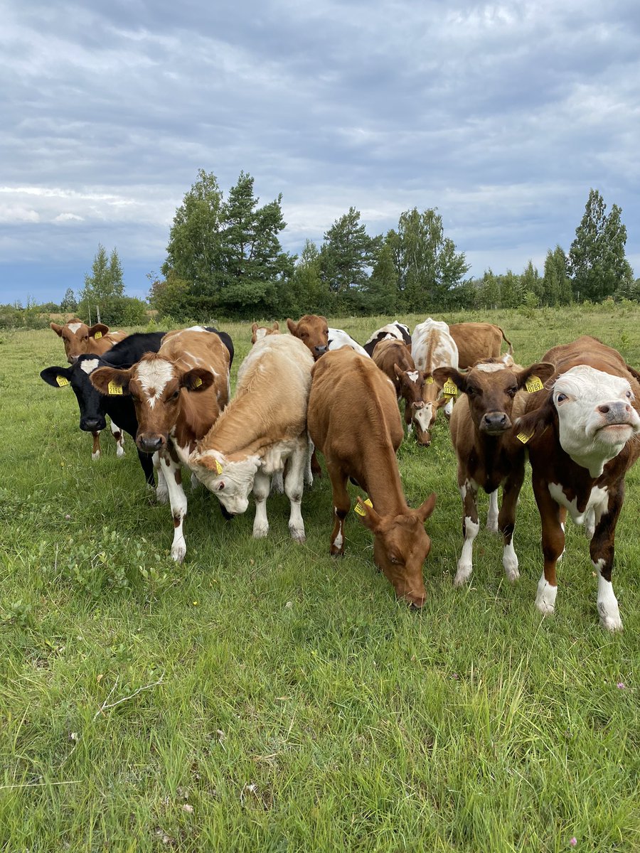 Reimerz's tweet image. Island life 🍈