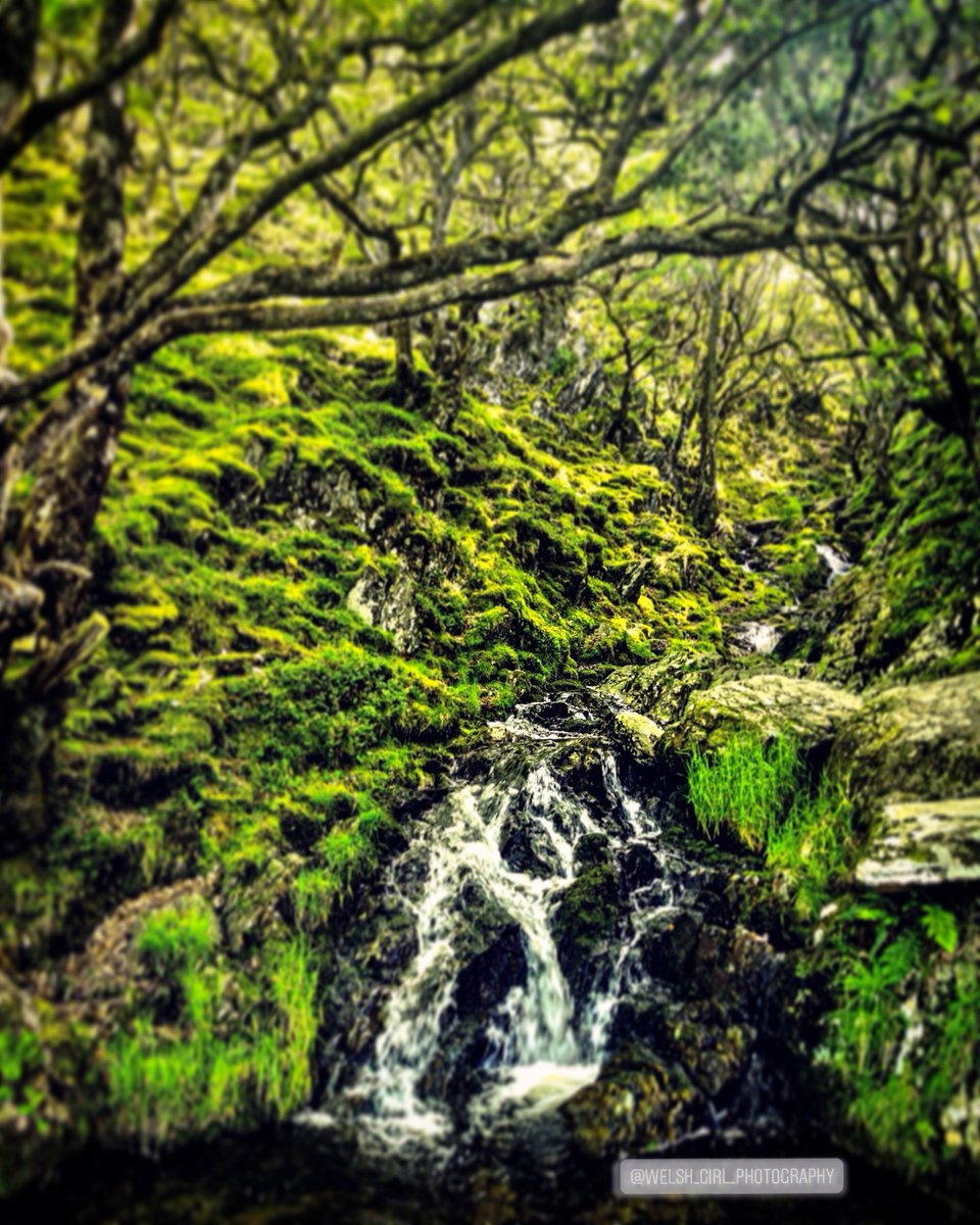 Welsh_Girl_Photography 🏴 tweet media