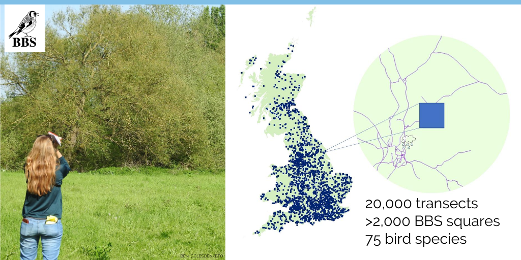 Analysing BBS count data from 20,000 transects, in over 2,000 squares across Great Britain, the study assessed populations of 75 species in relation to the locations of all roads within a 5km radius.Thank you to everyone who contributed data! #ornithology  #monitoring