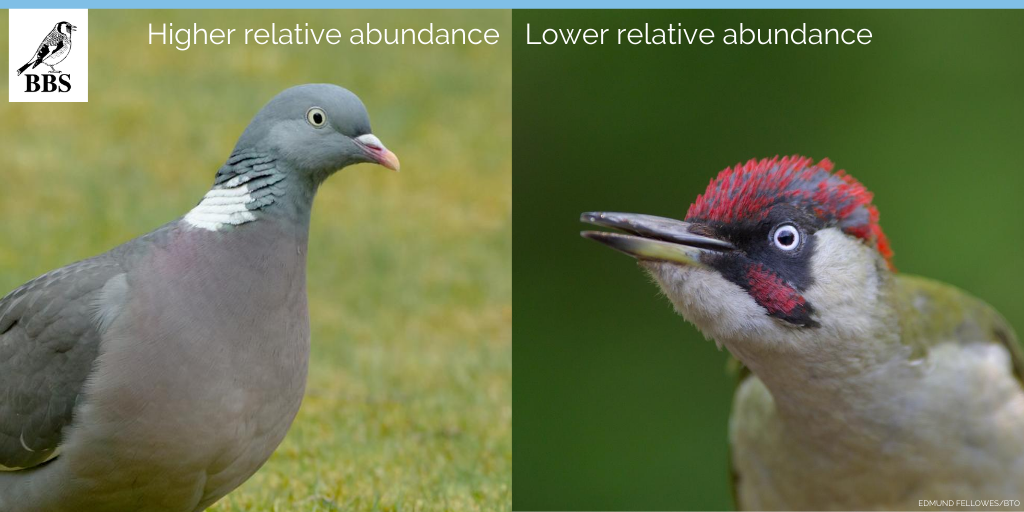 Of those 75 species, 77% varied significantly in abundance around roads. Just over half of the species were found in lower numbers near roads, while the rest were in higher numbers. Find out more here:  http://bit.ly/BBSandRoads&nbsp; @sophiacooke  #ornithology