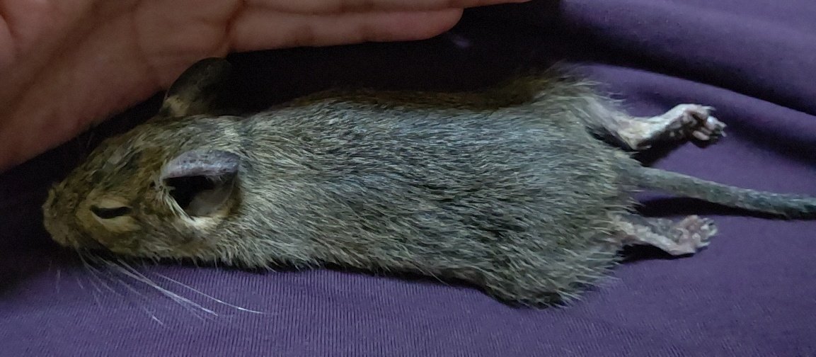 Fu_homo_Se's tweet photo. 猫伸ばしには負けてられない！

でも勝ち負けなんてない
ペットは生物は動物は全て等しく人以上の神様
#デグー伸ばしチャレンジ

#デグー
#邪道飼育法
#猫ちゃんも飼いたいヨウムも飼いたい亀さんも飼いたいシャチも飼いたい https://t.co/1CMPnzllk7