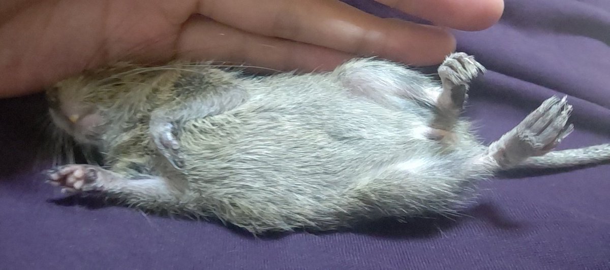 Fu_homo_Se's tweet photo. 猫伸ばしには負けてられない！

でも勝ち負けなんてない
ペットは生物は動物は全て等しく人以上の神様
#デグー伸ばしチャレンジ

#デグー
#邪道飼育法
#猫ちゃんも飼いたいヨウムも飼いたい亀さんも飼いたいシャチも飼いたい https://t.co/1CMPnzllk7