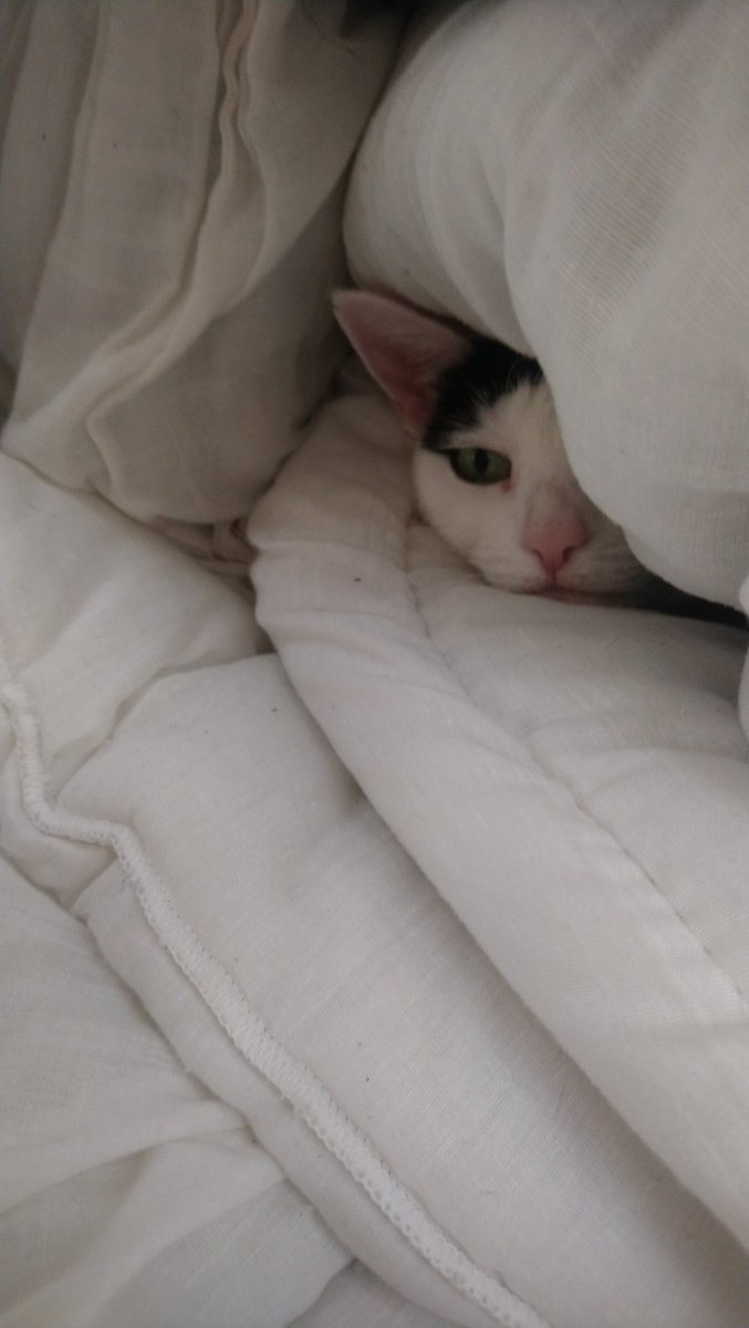 Swannythe2nd's tweet photo. Of course that's where she's made her new den. #catlady #CatsOfTwitter https://t.co/qUYFdvHIo4