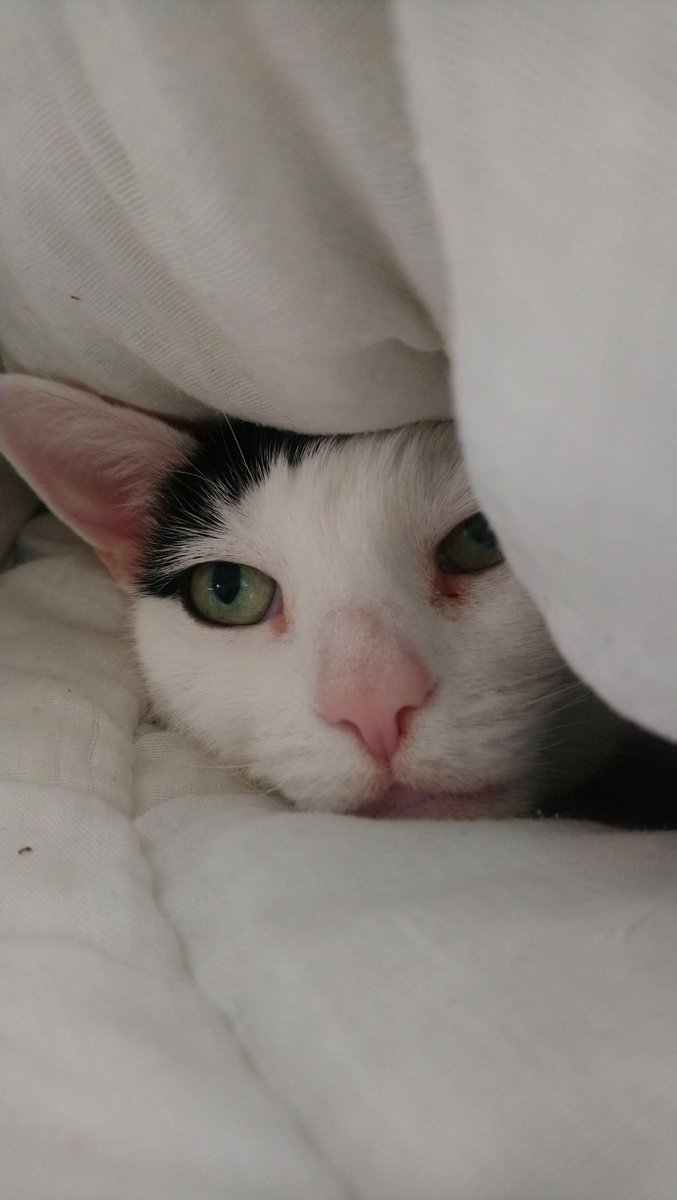 Of course that's where she's made her new den. #catlady #CatsOfTwitter