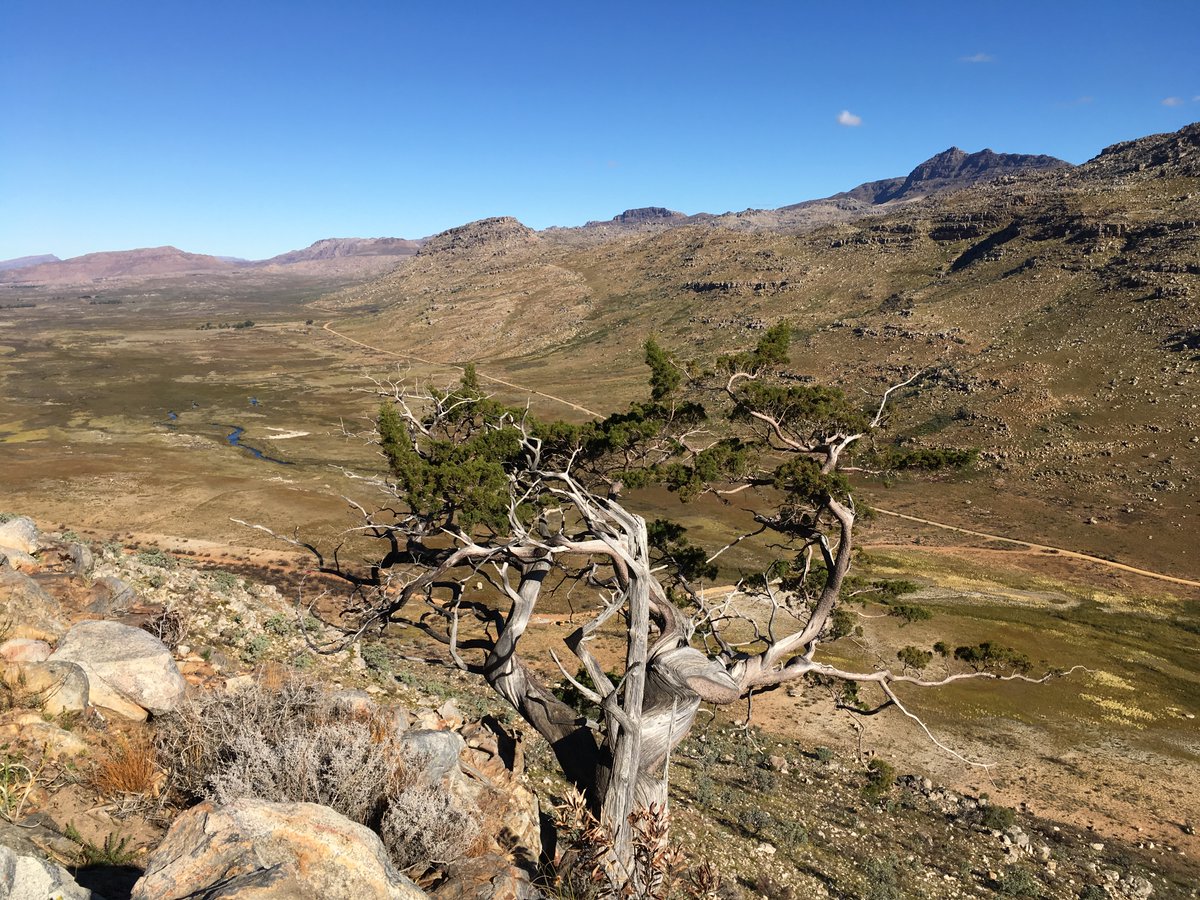 NEW(-ish) PAPER: Understanding recruitment limitations in a critically endangered species: The story of the iconic Cape cedar (Widdringtonia wallichii)Open Access:  http://doi.org/10.1016/j.gecco.2020.e01062