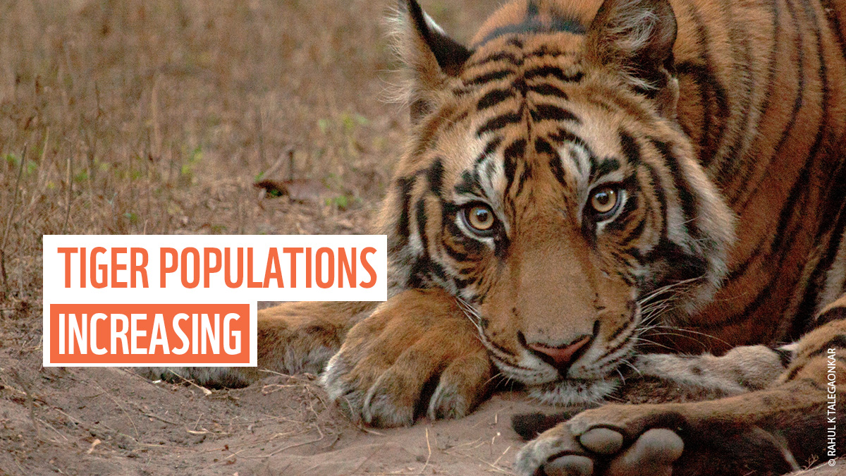 Positive news for #GlobalTigerDay! 🐯

Tiger population numbers are increasing in 5 countries. From being at risk of extinction in the wild, these big cats are making a remarkable comeback.