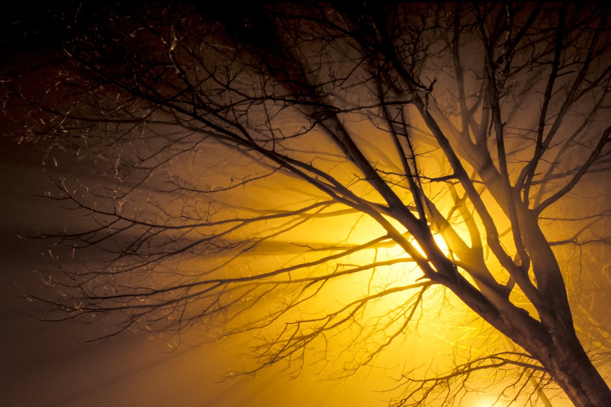 HarrisonPhair's tweet photo. Fog

#winter #fog #damp #amber #glow #sodium #light #sodiumlight #tree #silhouette #swinton #manchester 
#street #road

@YVESWAUTHIER 
@NikonatGrays 
@VisitSalford https://t.co/yA3bnzQCbS
